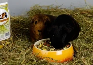 classicomitschwein_3393_0_3394_0-1